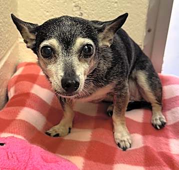 Photo of Chicka Marie - IN FOSTER
