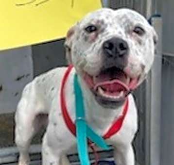 Photo of Ziggy
