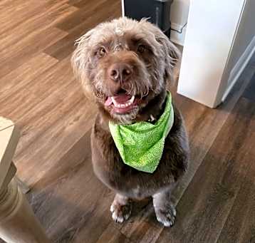 Photo of Waffle