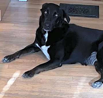 Photo of Clover