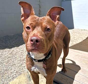 Photo of Rusty
