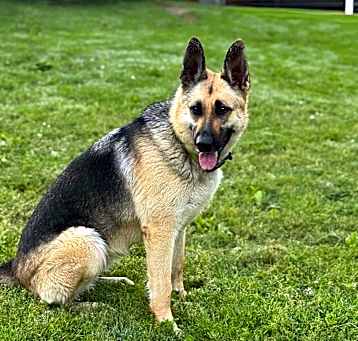 Photo of Marley
