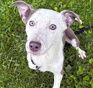 Photo of Piglet