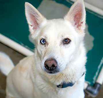 Photo of Snowflake
