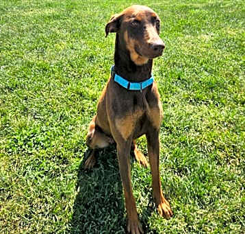 Photo of Roxie