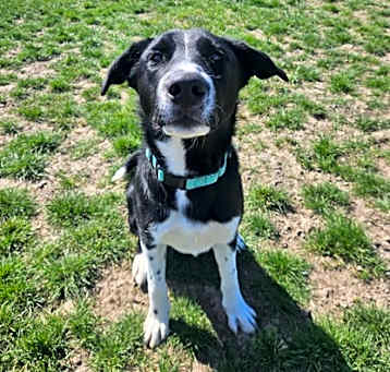 Photo of Spot