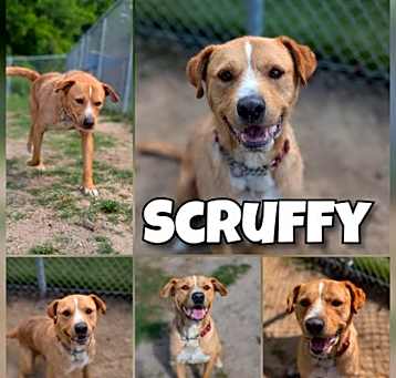 Photo of Scruffy