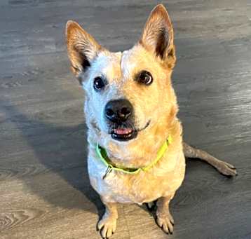 Photo of HONEY