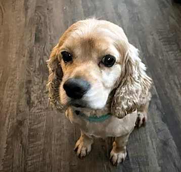 Photo of Lucky