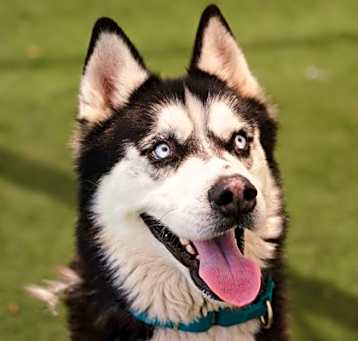 Photo of Balto