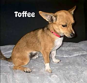Photo of Toffee in TX