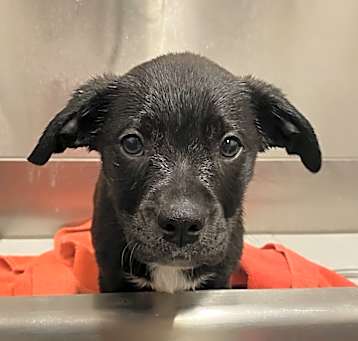 Photo of Dodge