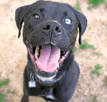 Photo of Rex