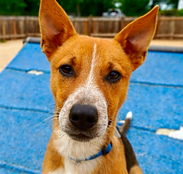 Photo of Apollo