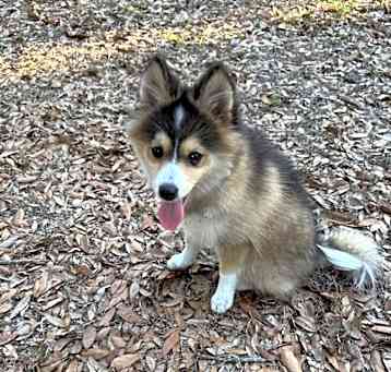 Photo of Starla