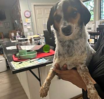 Photo of Spot