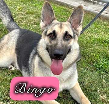 Photo of Bingo