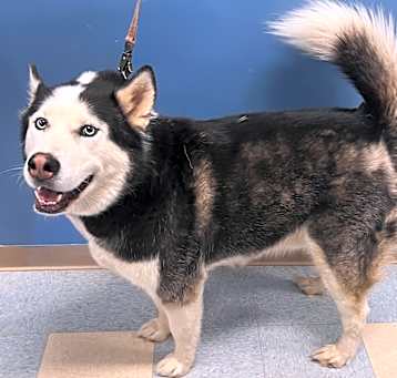 Photo of Bandit