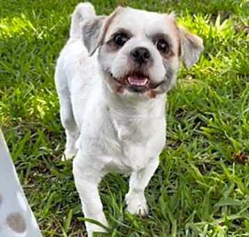 Photo of Benjie