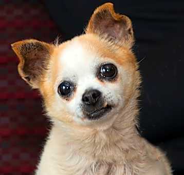 Photo of Peach