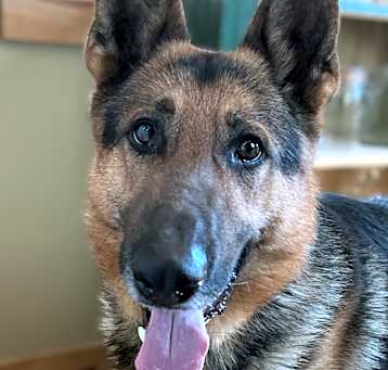 Photo of Alfie