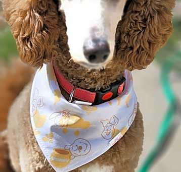 Photo of Sunny