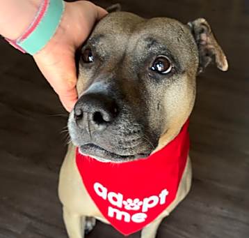 Photo of Piper (in foster)