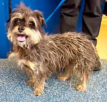 Photo of 161452 Tootsie