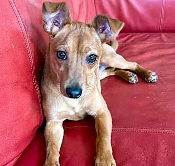 Photo of Kipper