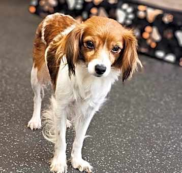 Photo of Daisy