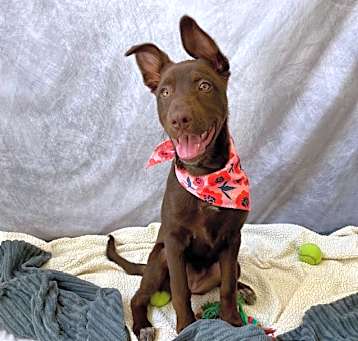 Photo of BLOSSOM