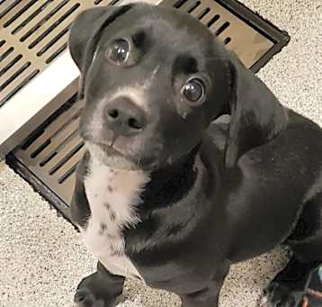 Photo of Stella