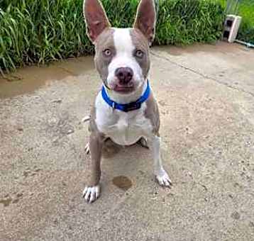 Photo of Scooter