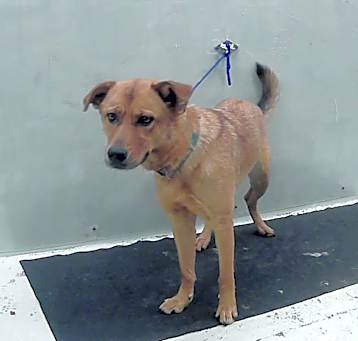 Photo of HARLEY