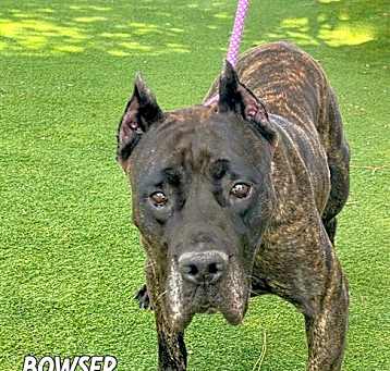 Photo of BOWSER