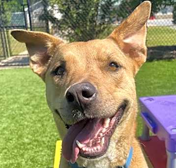 Photo of SHELBY
