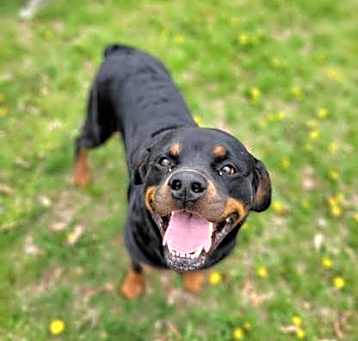 Photo of Roscoe