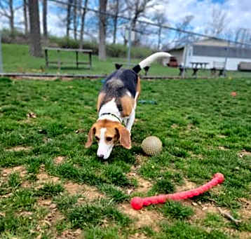 Photo of Rex