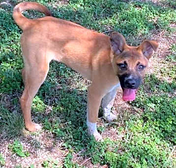 Photo of Sheba