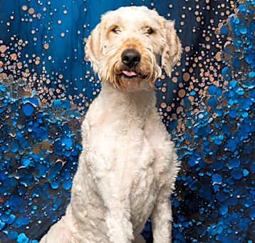 Photo of Butters