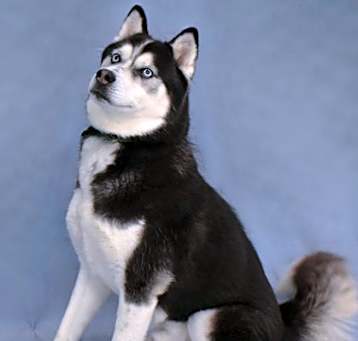 Photo of Azriel 1693-24