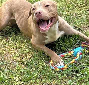 Photo of Pine (IN FOSTER)