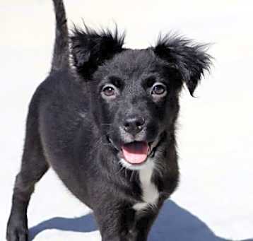 Photo of Toby
