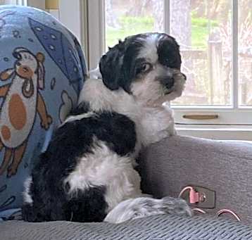 Photo of Abby
