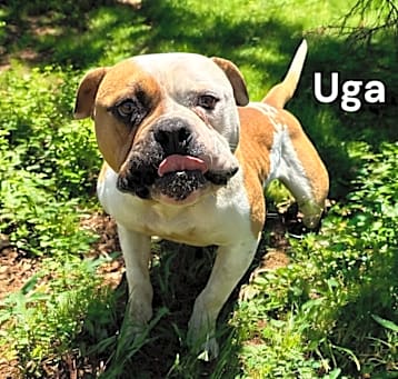 Photo of Uga