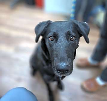 Photo of Iris