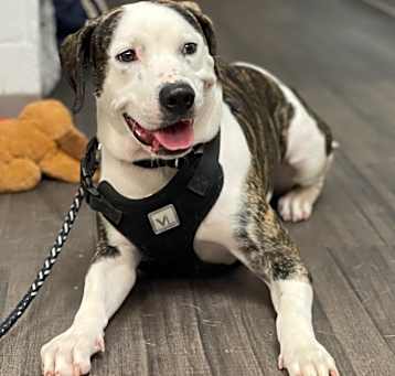 Photo of Snoop