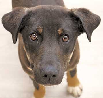 Photo of Baxter