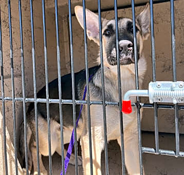 Photo of Stray - Dog at Senator/Landra