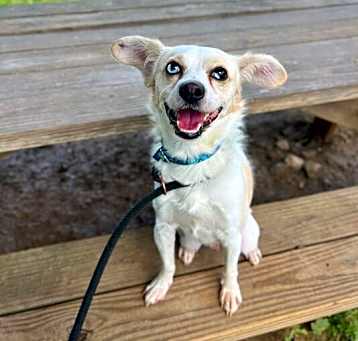Photo of Roofus